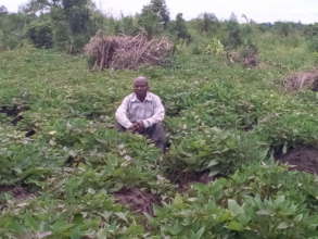 SWEET POTATOES GARDEN