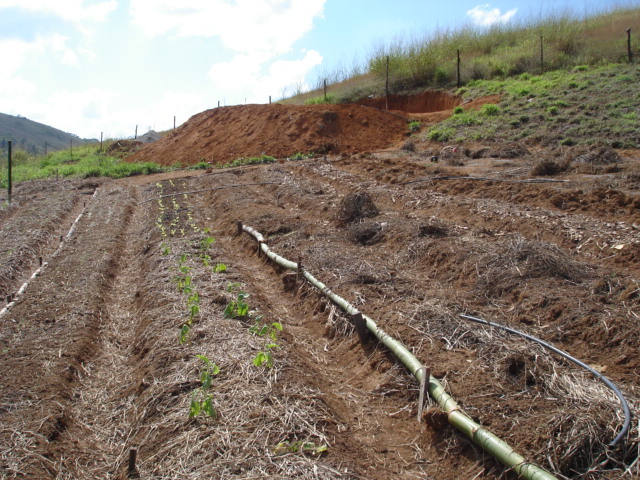 2008 Coffe under Shade plantation