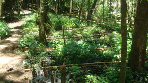 Tree nursery. We produced many and bought 1100.