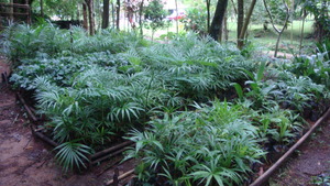These will be planted late this year.