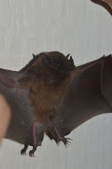 Anoura caudifer species.