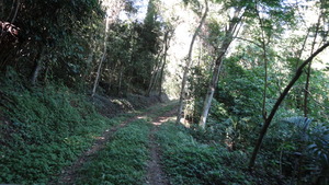 The road inside the forest.