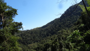 The forest.