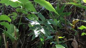 Spilotes pullatus (caninana) Tropical Rat Snake.