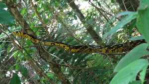Spilotes pullatus (caninana) Tropical Rat Snake.