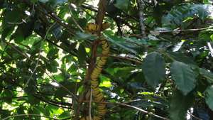 Young Spilotes pullatus, Tropical Rat Snake.
