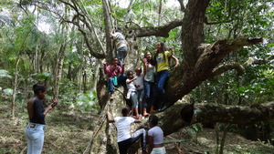 Old mango tree.