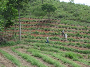 Coffee plantation