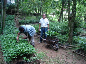 Coffee seedlings