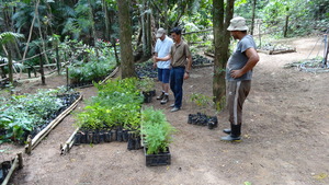 Counting the seedlings.