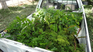 Pick up loaded with saplings.