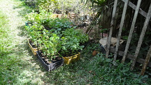 More seedlings.