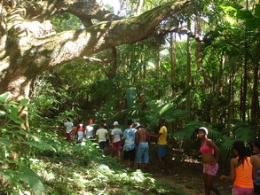 Rainforest trail.