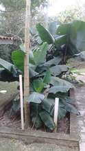 Evapoatranspiration bed sewage system.