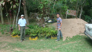 First lot of 500 tree seedlings.