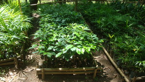 Coffee seedling for agroforestry plantation.