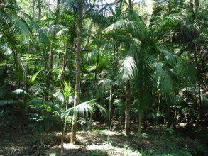 Palm trees for "heart of palm" production