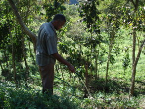 Watering coffee plant