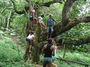 The old Mango tree.