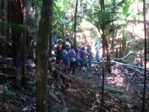 Another view of agroforestry experiment