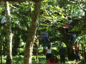 They can not resist and many climb this tree