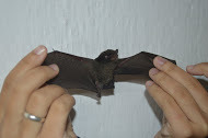 Myotis nigricans