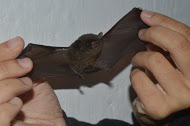 Myotis riparius