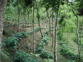 Inside tree corridor with coffee plants.