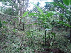 4 years old agroforestry plantation.