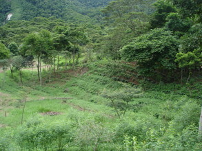 Agroforestry plots and tree corridor.