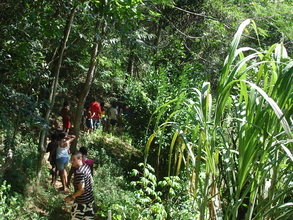 A trail in the forest