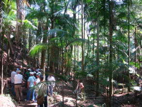 Palm trees planted in agroforestry experiment