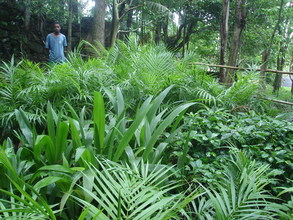 Tree saplings ready to be planted.