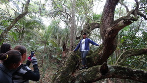 Impossible not to climb the centennial mango tree