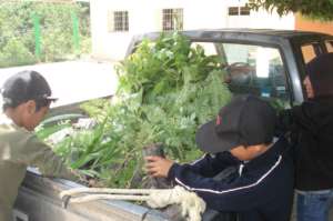 Students unloading tree seedlings