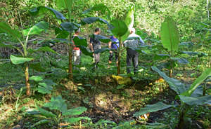 Alcides Banana Circle Growing