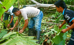 Building Banana Circles