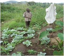 Alinaitwe in his cabbage patch