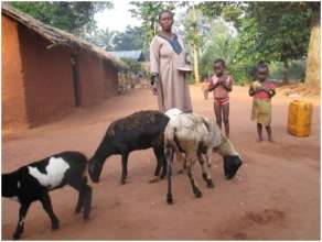 Congo Livestock