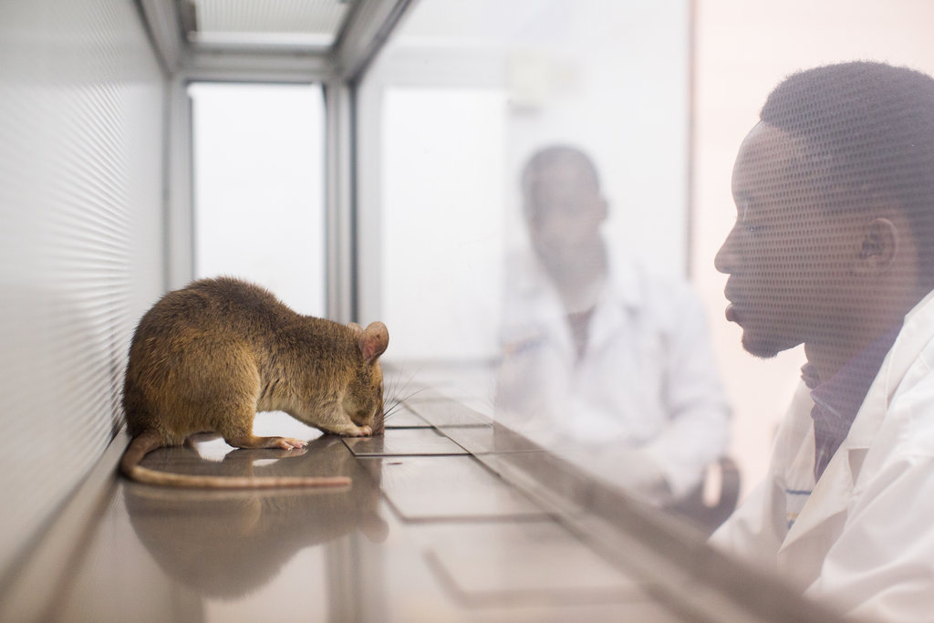 Train HeroRat Bubble to detect TB in Mozambique