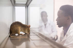 TB detection rat at work