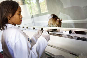 Train HeroRat Bubble to detect TB in Mozambique