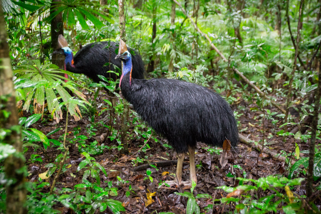 Southern Cassowary in Daintree (c) Martin Stringer