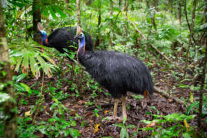 Southern Cassowary in Daintree (c) Martin Stringer
