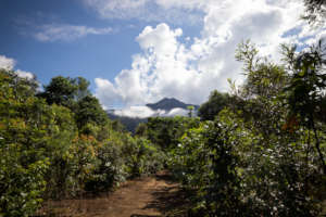 Lot 46 - Thriving - Martin Stringer Photography