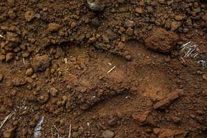 Cassowary footprint