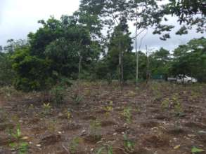 An early restoration planting