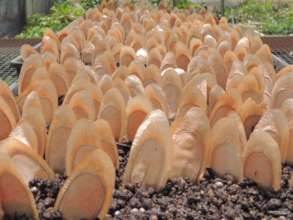 Seed propagation in the Native Daintree Nursery