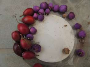 Rainforest fruit seed collection activity