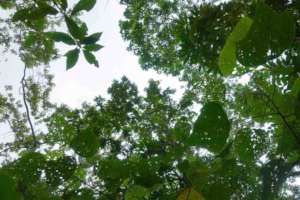 A rapidly closing canopy (MFaught)